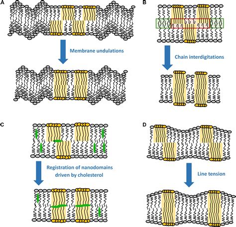 Frontiers Interleaflet Coupling Of Lipid Nanodomains Insights From