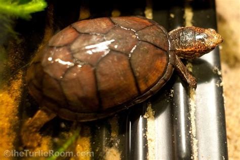 Tabasco Mud Turtle Alchetron The Free Social Encyclopedia