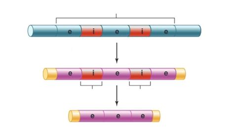 mRNA Processing Diagram | Quizlet