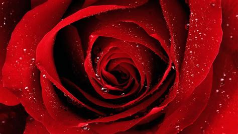 Download Water Droplets Red Roses Laptop Wallpaper | Wallpapers.com