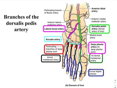 anatomy- doralis pedis artery Flashcards | Quizlet