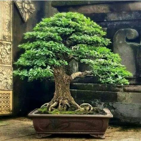 Jual Benih Bonsai Kawista Batu Kawista Kerikil Siap Semai PER BIJI