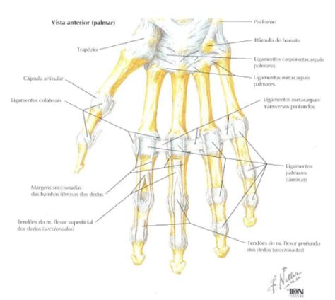 Les Es Ligamentares Nos Dedos Causas Tratamentos E Preven O