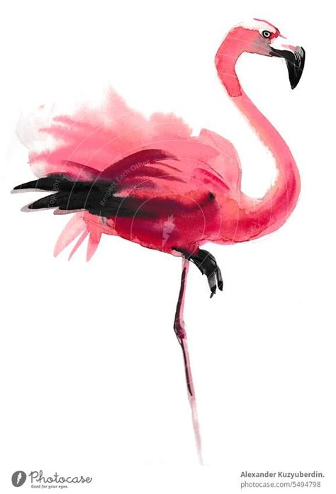 Aquarell Flamingo Tier Ein Lizenzfreies Stock Foto Von Photocase