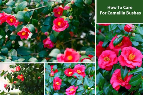 How To Care For Camellia Bushes and Trees? - EmbraceGardening