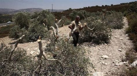 Petani Palestina Klaim Buah Zaitun Dirampok Pemukim Israel