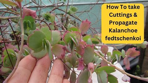 How to Propagate Kalanchoe fedtschenkoi EASILY by Cuttings | Lavender