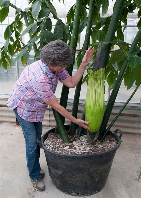 Rare flower raises big stink | Kansas State University | News and Communications Services