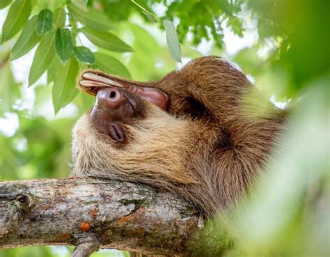 Sloths Tour Costa Rica | What you should know about Sloths