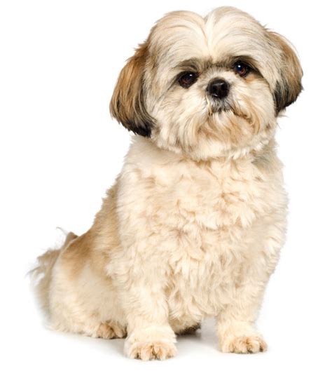 79+ Shih Tzu Haircuts Teddy Bear - l2sanpiero