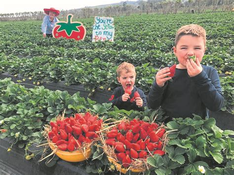 Strawberry Fields Forever Netwerk