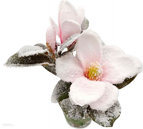 Magnolia W Doniczce Ośnieżona Biała Różowa 30 cm Opinie i atrakcyjne