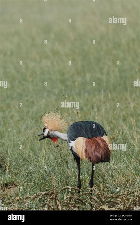 Elegant Grey Crowned Crane Foraging In African Grasslands Stock Photo