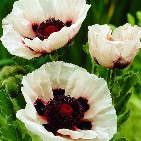 Mohn Papaver Orientale Perry S White 1 St Preise Und Meinungen