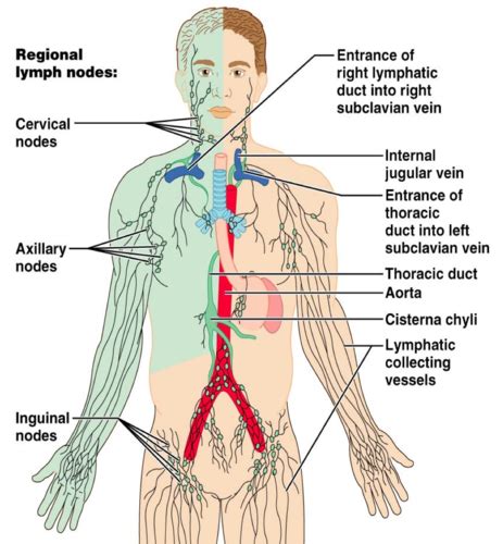 Lymphatic System Flashcards Quizlet