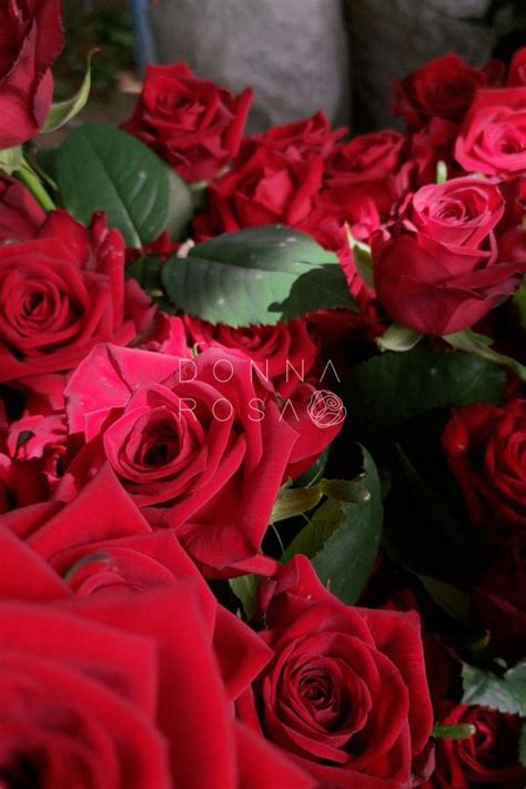 Купить букет роз в Минске с доставкой - 15, 25, 35, 51, 101, 201 роза