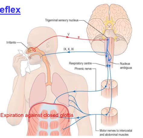 Cough Reflex Pathway - Herbs and Food Recipes