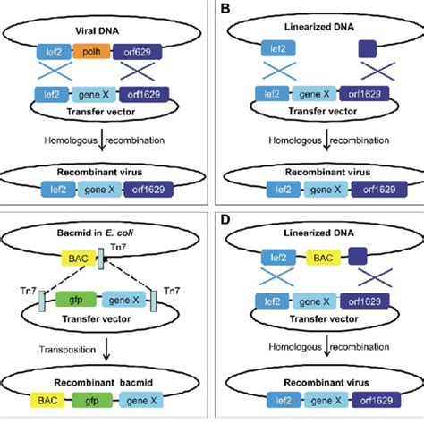 Baculovirus Expression Vectors Over Time Various Methods Exist To