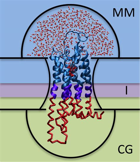 Frontiers Hybrid Mm Cg Webserver Automatic Set Up Of Molecular