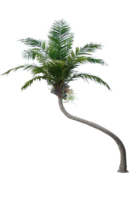 Curve Shape Artificial Coconut Palm Trees For Waterpark Or Hotel