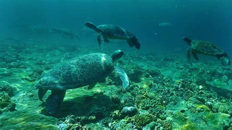 Pemandangan Menakjubkan Puluhan Ribu Penyu Hijau Berenang di Lautan | Rileklah.com