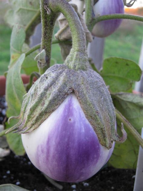 Eggplant Solanum Melongena Rotonda Bianca Sfumata Di Rosa In The