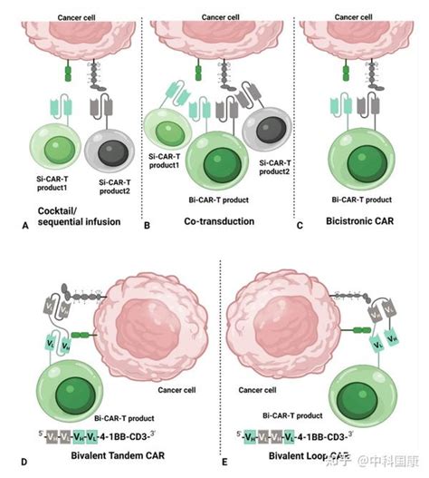 双靶点CAR T细胞治疗的研究现状与展望 知乎