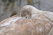 Category Cygnus Olor Of Rheindelta Bodensee Wikimedia Commons