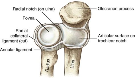 Structure And Function Of The Elbow And Forearm Complex