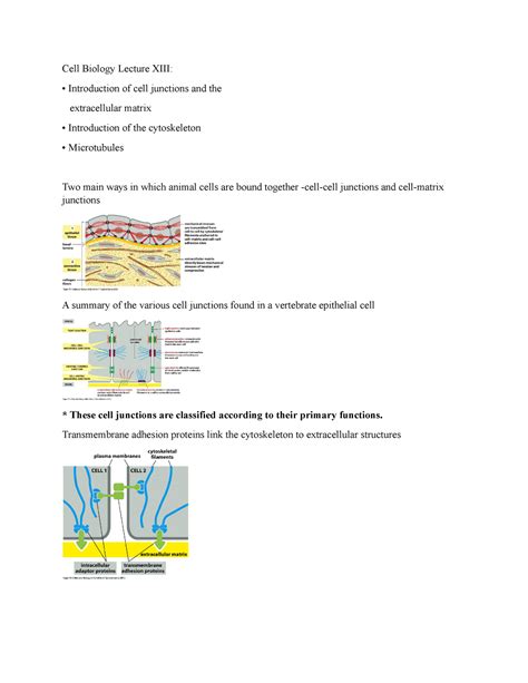 Cell Biology Lecture Xiii Cell Biology Lecture Xiii Introduction Of