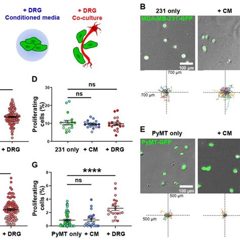 Drg Sensory Neurons In Co Culture Increase Tnbc Cell Migration And