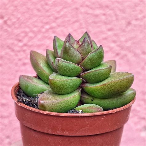 Crassula Talisman Giromagi Cactus And Succulents