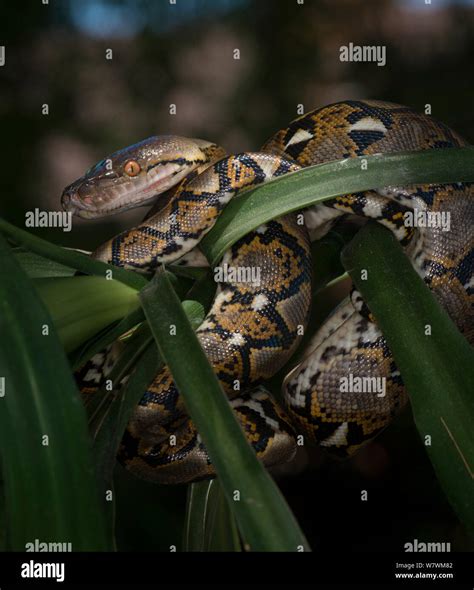 Reticulated Python Malayopython Reticulatus Captive Native To South