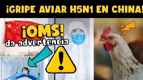 ¡alerta China Confirma Caso De Gripe Aviar H5n1 ¿riesgo De Pandemia Youtube