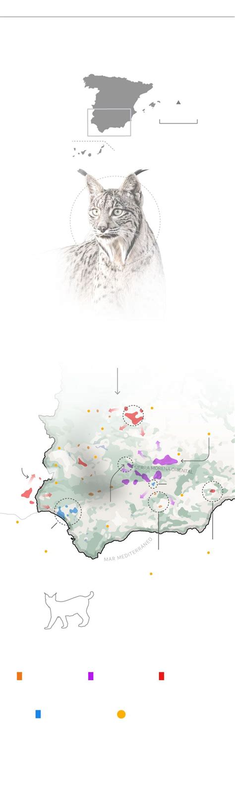 El Lince Supera Los 2 000 Ejemplares Por Primera Vez Desde Que Estuvo