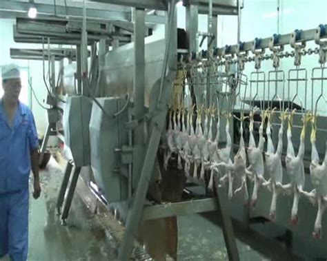 Poultry Chicken Slaughtering Slaughterhouse Machinery Equipment - Buy ...