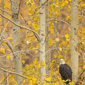 Toklat Grizzly Bear Photograph by Tim Grams - Fine Art America