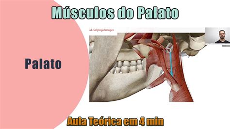 Músculos do Palato Teórica Anatomia Humana YouTube