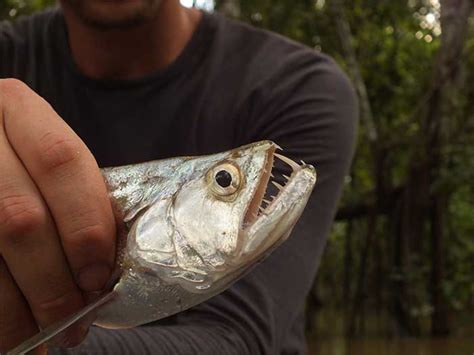 Biara (Raphiodon vulpinus): Complete Care Guide - MyAquarium