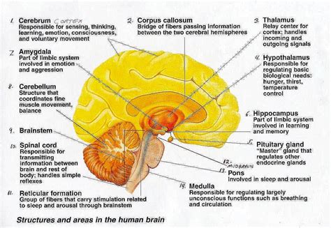 Sophiaevilchild : Private Matters: How The Brain Works