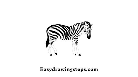 10 easy steps to draw easy Zebra Drawing - Easy Drawing