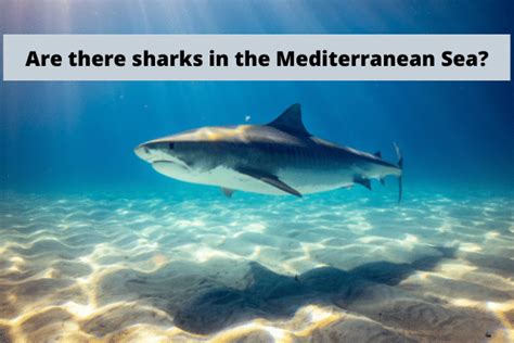 Are there sharks in the Mediterranean Sea? (Ultimate Guide in 2023 ...