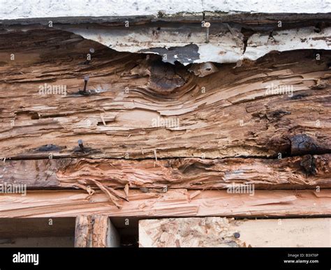 Carpenter Ant Damage In Wooden Beams Stock Photo Alamy