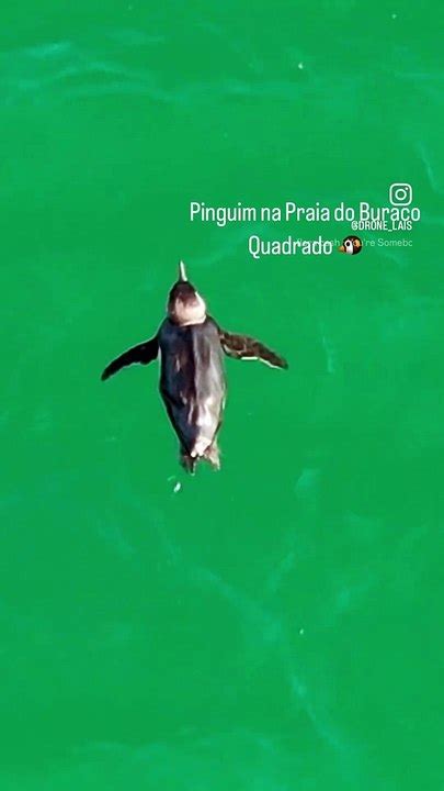 Pinguim nada tranquilamente em Bombinhas Vídeo Dailymotion