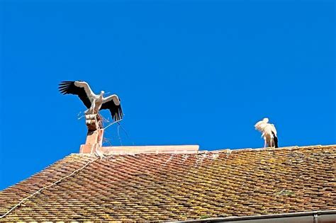 Ein Storchennest Auf Dem Kreuz Der Christuskirche In Efringen Kirchen