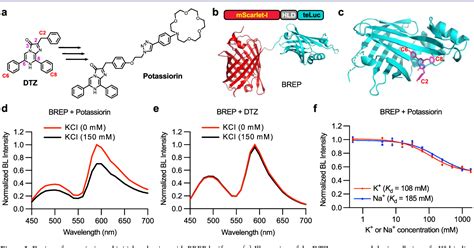 Figure 2 From Bioluminescence Imaging Of Potassium Ion Using A Sensory