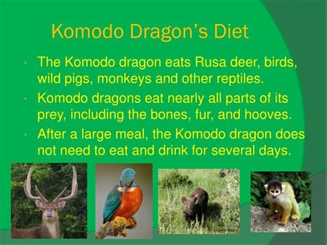 PPT - Komodo Dragon PowerPoint Presentation - ID:2604553