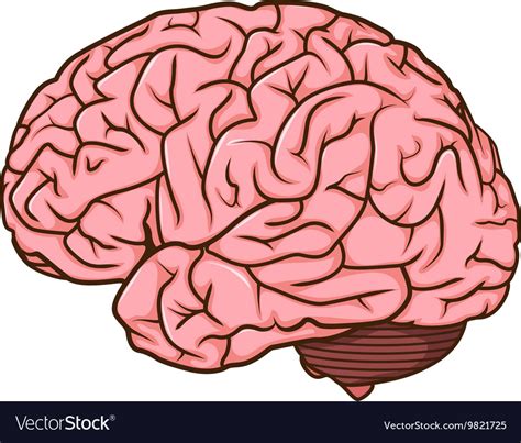 Brain Cartoon Vector Brain Royalty Free Vector Image Bohobewasuow