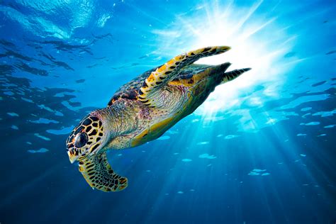 Sea Turtles for Kids - Facts About Sea Turtles - The Wild Adventure Girls