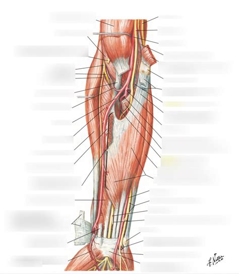 Intermediate Layer Of Anterior Forearm Diagram Quizlet